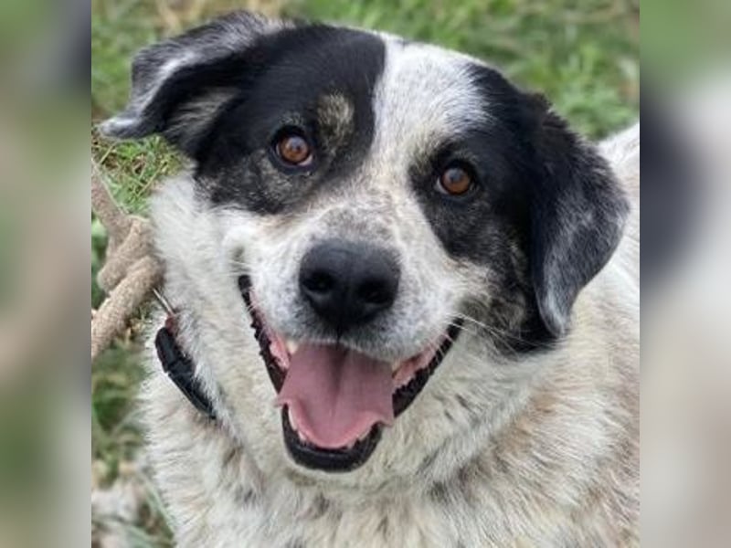 Pavlos, geb. ca. 05/2021, lebt in GRIECHENLAND, auf einer privaten Pflegestelle