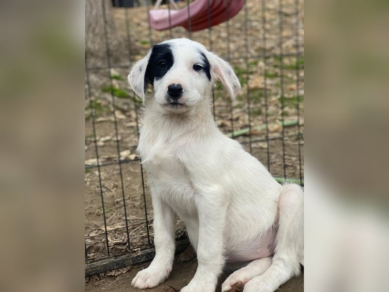 Chardonnay, geb. ca. 08/2025, lebt in GRIECHENLAND, auf einer privaten Pflegestelle