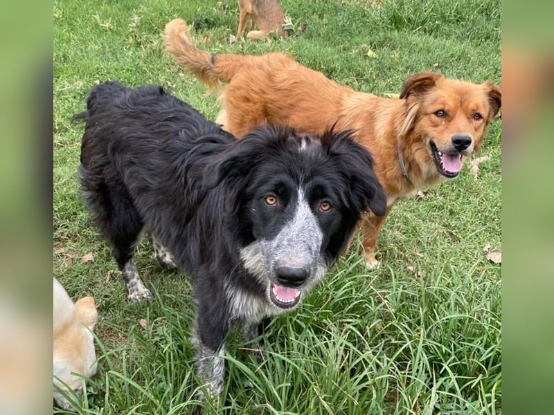 Lessa, geb. ca. 09/2022, lebt in GRIECHENLAND, im städt. Tierheim Serres