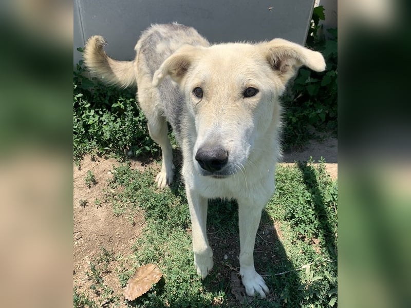 Boybro, geb. ca. 04/2019, lebt in GRIECHENLAND, im städt. Tierheim Serres