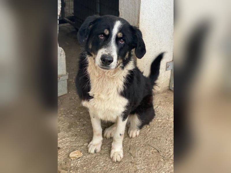 Cars, geb. ca. 12/2023, lebt in GRIECHENLAND, im städt. Tierheim Serres