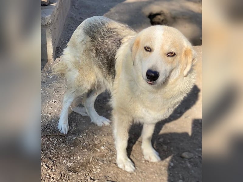 Gelja, geb. ca. 03/2022, lebt in GRIECHENLAND, im städt. Tierheim Serres