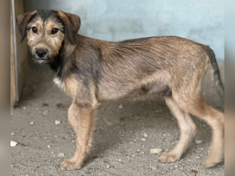 Woody, geb. ca. 02/2026, lebt in GRIECHENLAND, im städt. Tierheim Serres