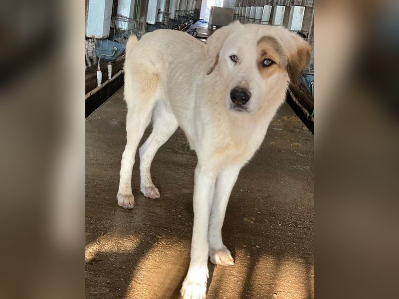 Alfons, geb. ca. 02/2024, lebt in GRIECHENLAND, im städt. Tierheim Serres