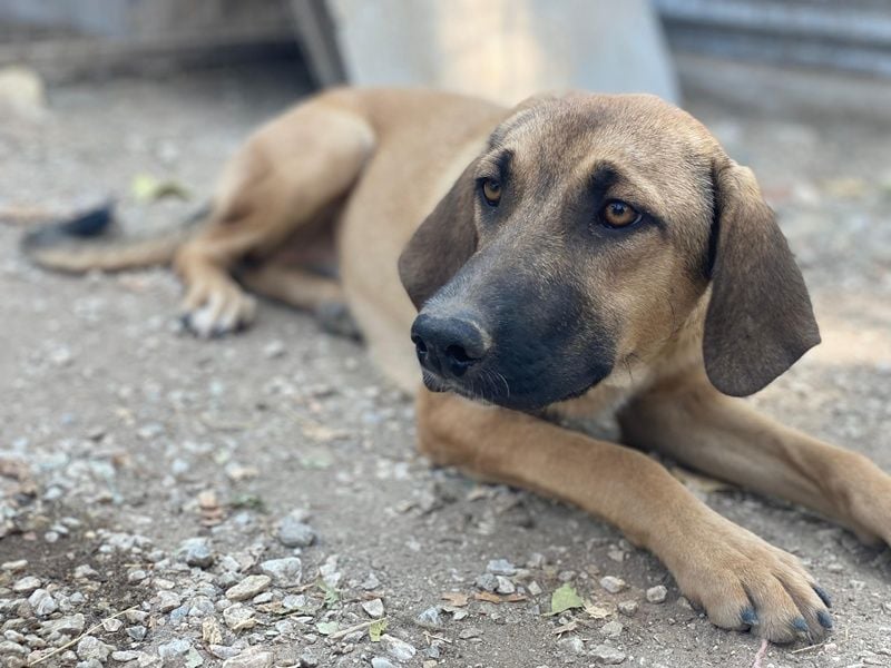 Katinka, geb. ca. 02/2025, lebt in GRIECHENLAND, im städt. Tierheim Serres