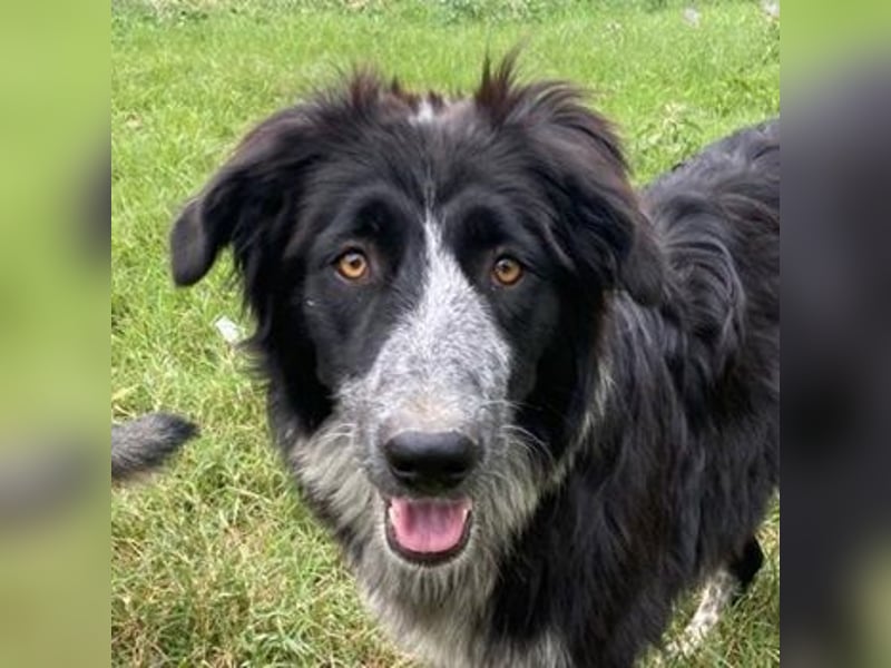 Lessa, geb. ca. 09/2022, lebt in GRIECHENLAND, im städt. Tierheim Serres