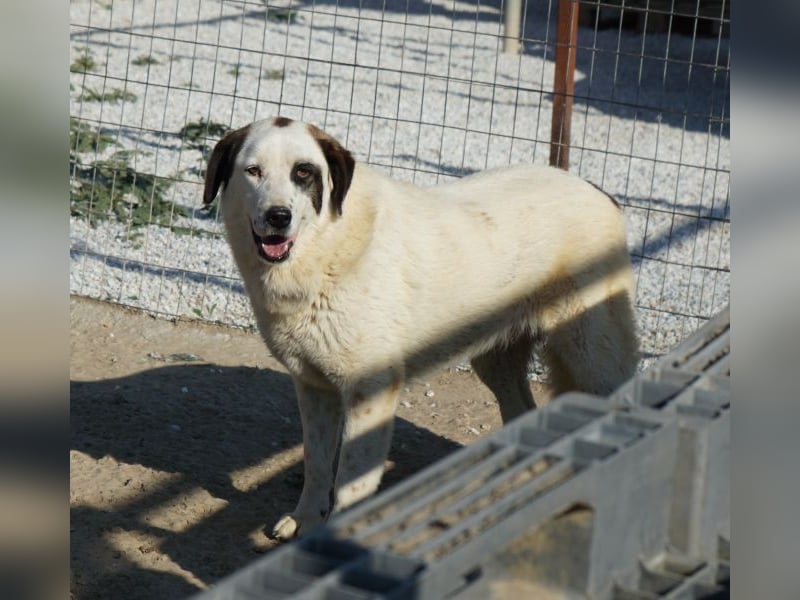 Benda, geb. ca. 06/2023, lebt in GRIECHENLAND, im städt. Tierheim Serres