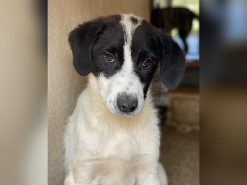 Zenzi, geb. ca. 01/2025, lebt in GRIECHENLAND, im städt. Tierheim Serres