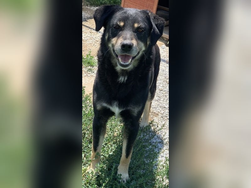 Nabucco, geb. ca. 01/2019, lebt in GRIECHENLAND, im städt. Tierheim Serres