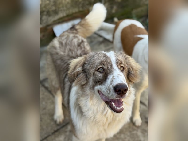 Liona, geb. ca. 12/2024, lebt in GRIECHENLAND, auf einem Gelände, wird notdürftig versorgt