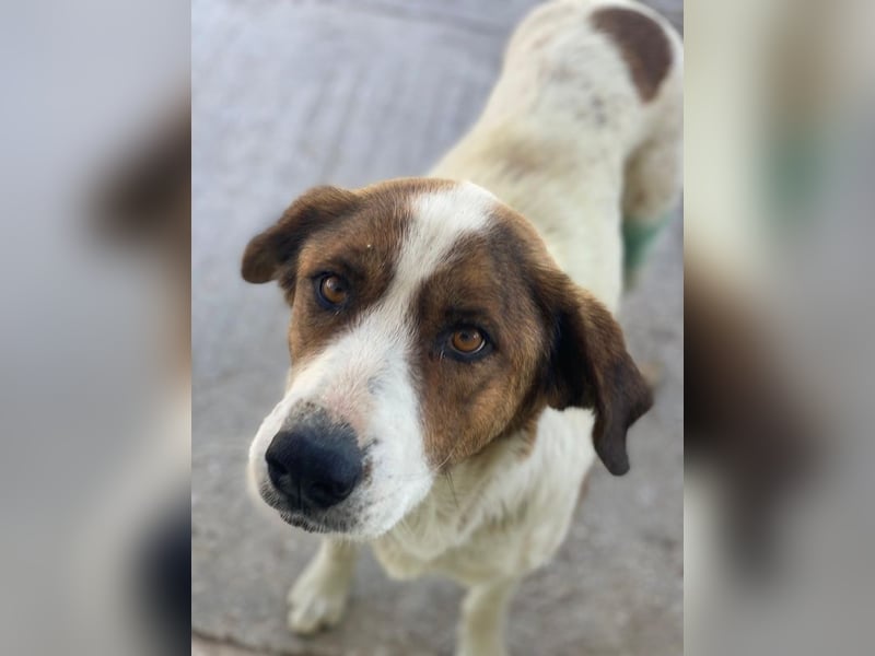 Lauri, geb. ca. 01/2023, lebt in GRIECHENLAND, im städt. Tierheim Serres