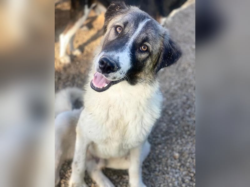 Joel, geb. ca. 01/2023, lebt in GRIECHENLAND, im städt. Tierheim Serres