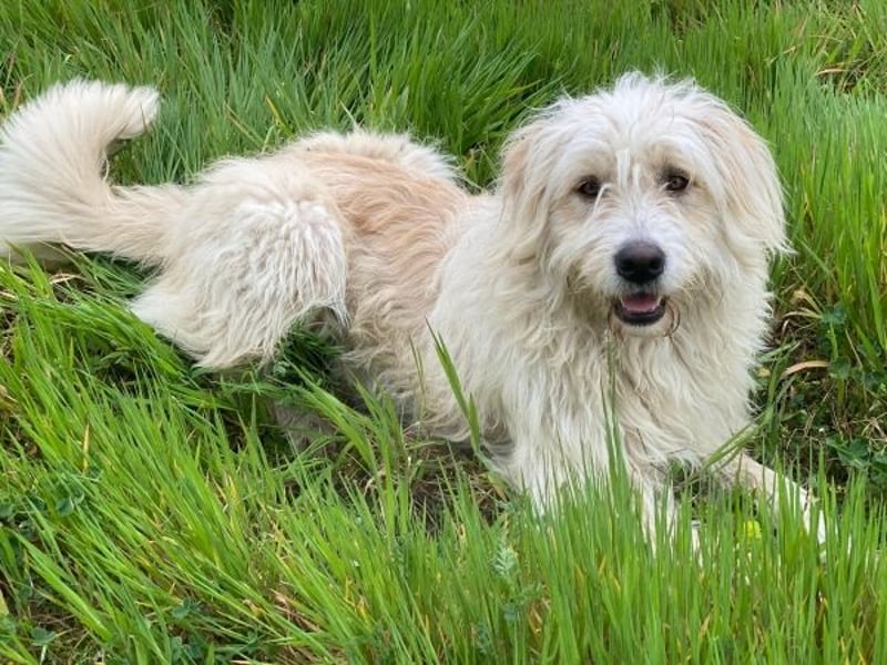 Wuschel, geb. ca. 09/2024, lebt in GRIECHENLAND, im städt. Tierheim Serres