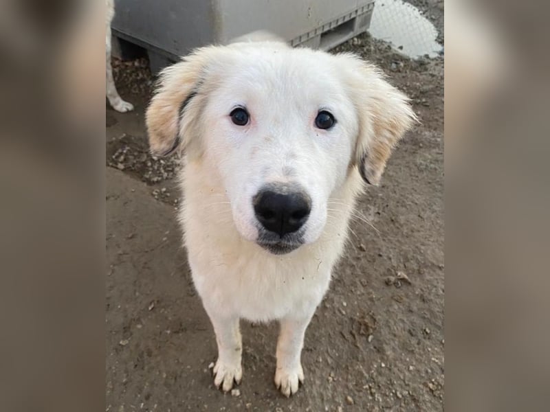 Skippy, geb. ca. 05/2022, lebt in GRIECHENLAND, im städt. Tierheim Serres