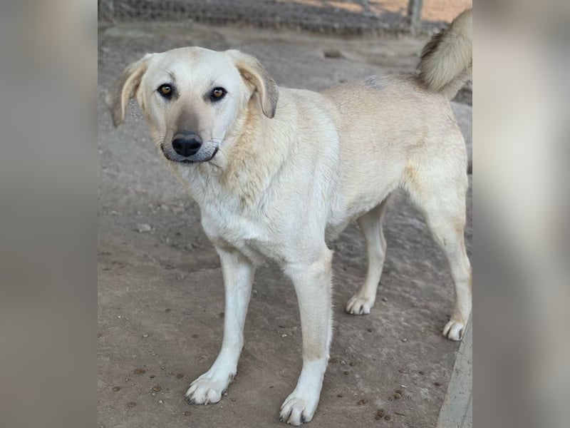Hänschen, geb. ca. 03/2023, lebt in GRIECHENLAND, im städt. Tierheim Serres