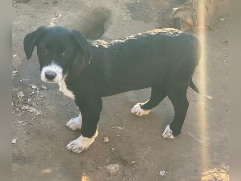 Pinot Noir, geb. ca. 08/2025, lebt in GRIECHENLAND, auf einer privaten Pflegestelle