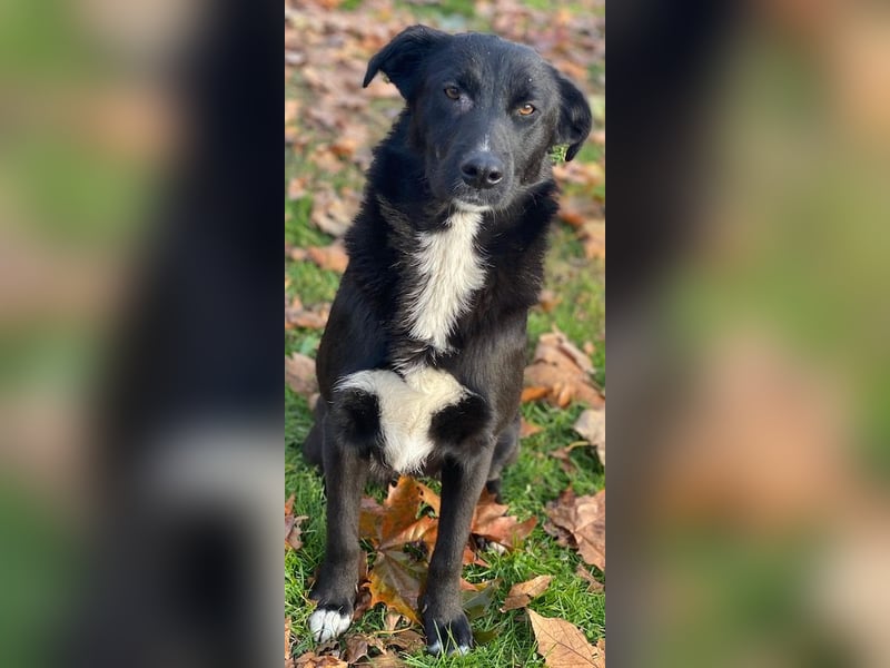 Glorietta, geb. ca. 07/2025, lebt in GRIECHENLAND, im städt. Tierheim Serres