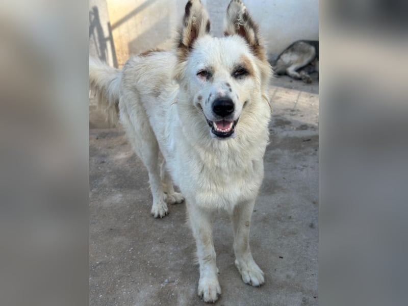 Hope, geb. ca. 03/2024, lebt in GRIECHENLAND, im städt. Tierheim Serres