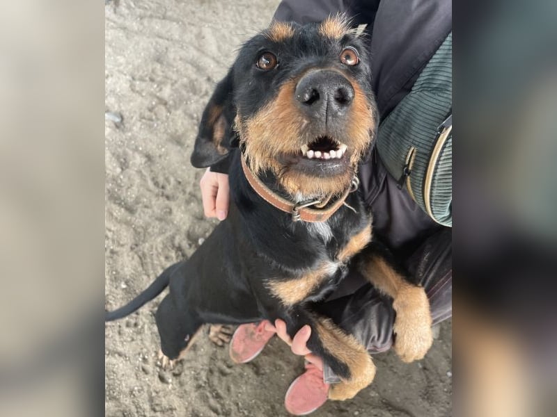 Leonarda, geb. ca. 02/2024, lebt in GRIECHENLAND, auf einer privaten Pflegestelle