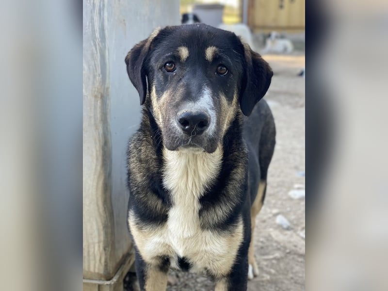 Liko, geb. ca. 11/2023, lebt in GRIECHENLAND, im städt. Tierheim Serres