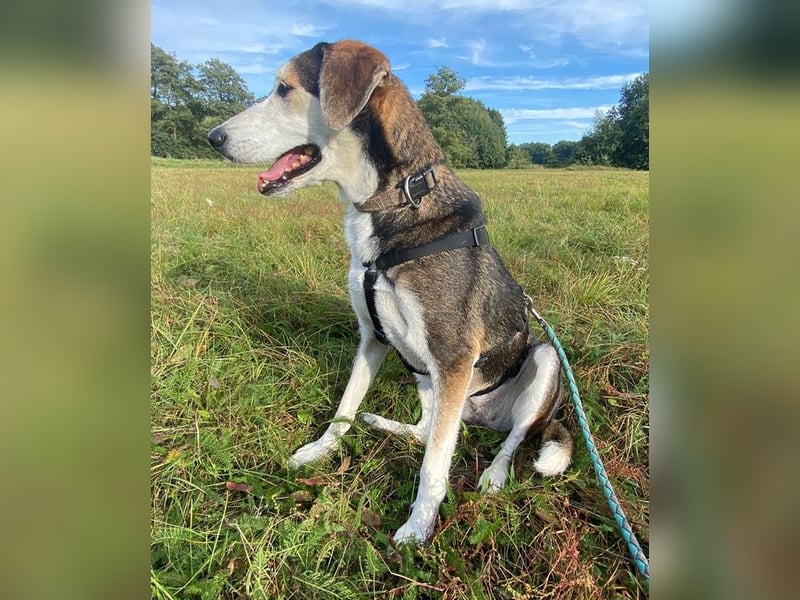 Portia, geb. ca. 06/2017, lebt auf einer Pflegestelle in 21220 Seevetal