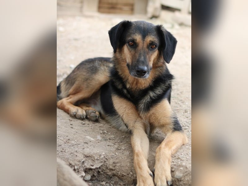 Kitaro, geb. 01/2019, lebt in GRIECHENLAND, im städt. Tierheim Serres