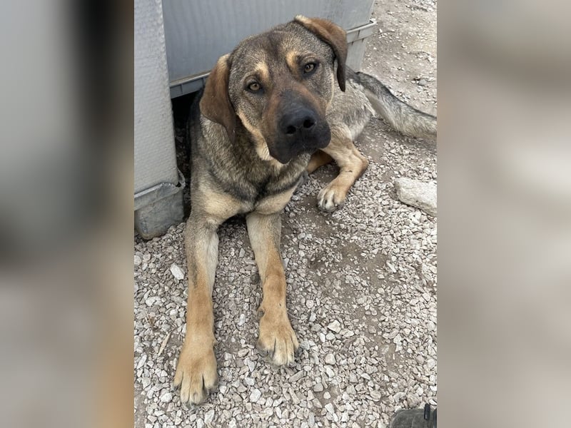 Waldo, geb. ca. 06/2022, lebt in GRIECHENLAND, im städt. Tierheim Serres