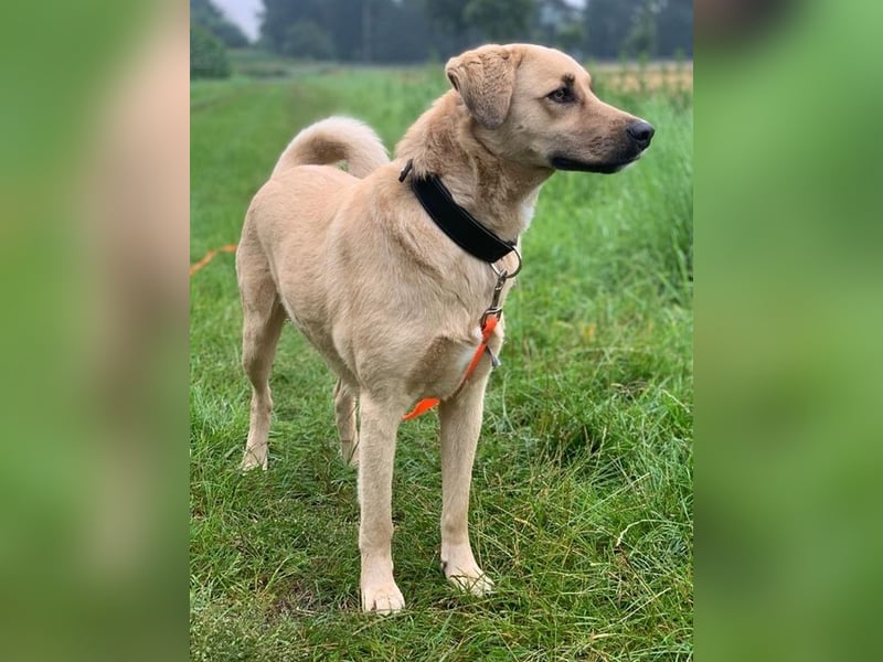 Fanta, geb. ca. 05/2017, lebt bei einer Familie in 48317 Drensteinfurt, Vermittlungshilfe
