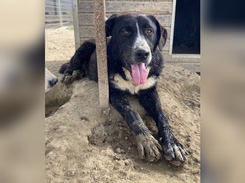 Schubert, geb. ca. 06/2023, lebt in GRIECHENLAND, im städt. Tierheim Serres