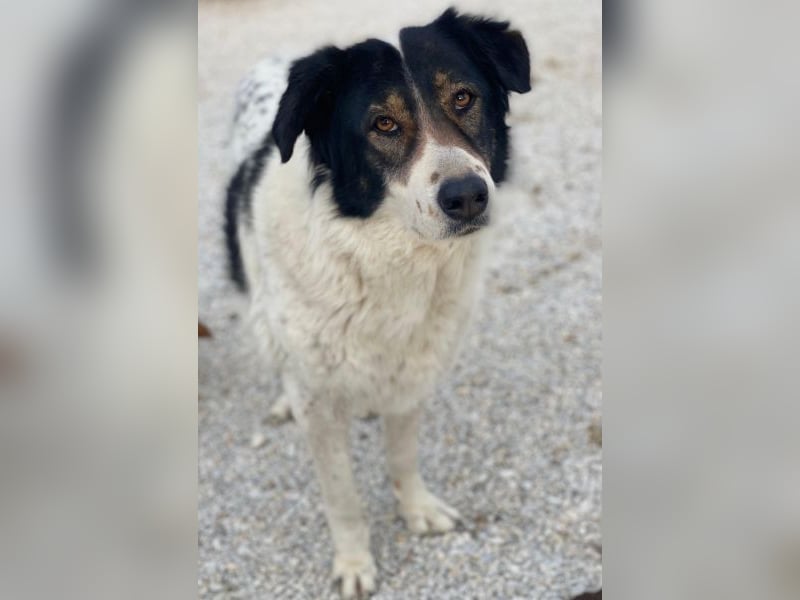 Xalia, geb. ca. 03/2018, lebt in GRIECHENLAND, im städt. Tierheim Serres