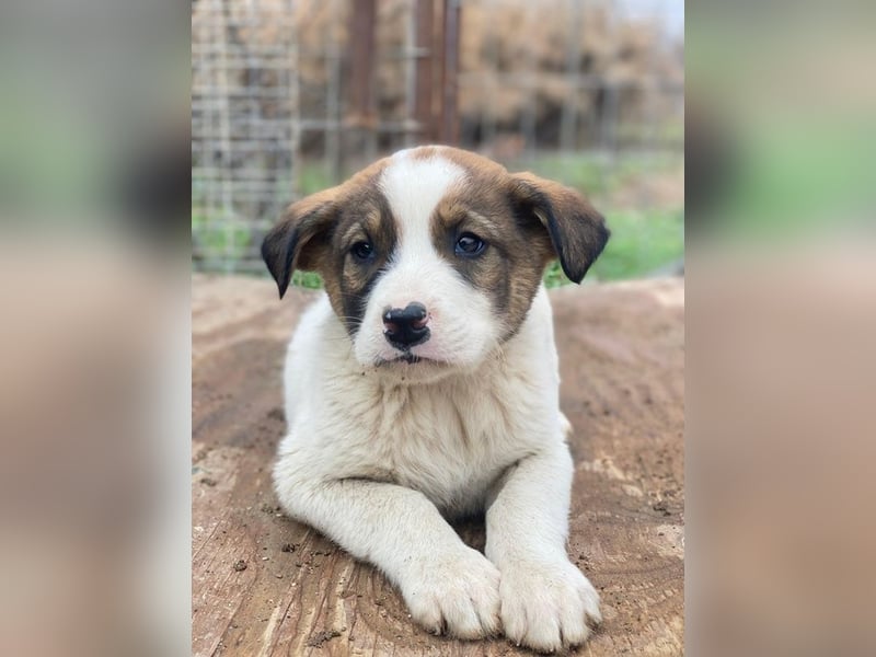 Tonno, geb. ca. 11/2025, lebt in GRIECHENLAND, auf einer privaten Pflegestelle