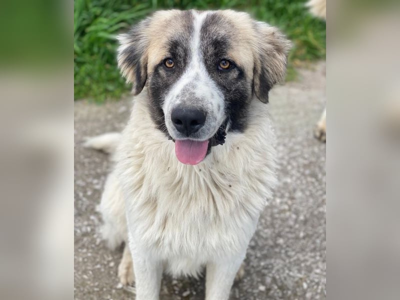 Chef, geb. ca. 07/2025, lebt in GRIECHENLAND, im städt. Tierheim Serres