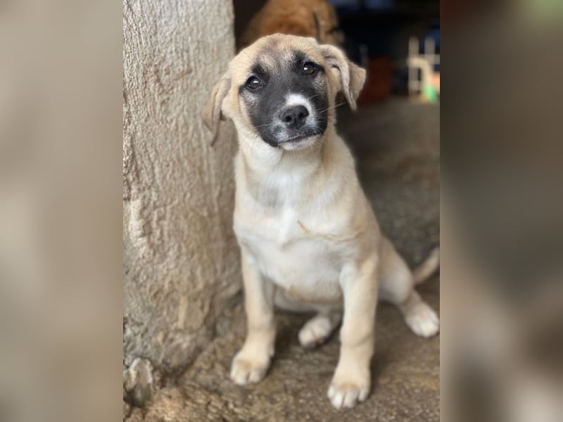 Mira, geb. ca. 12/2025, lebt in GRIECHENLAND, im städt. Tierheim Serres