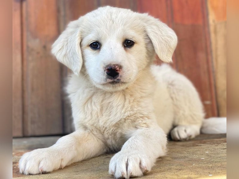 Saki, geb. ca. 03/2026, lebt in GRIECHENLAND, auf einer privaten Pflegestelle