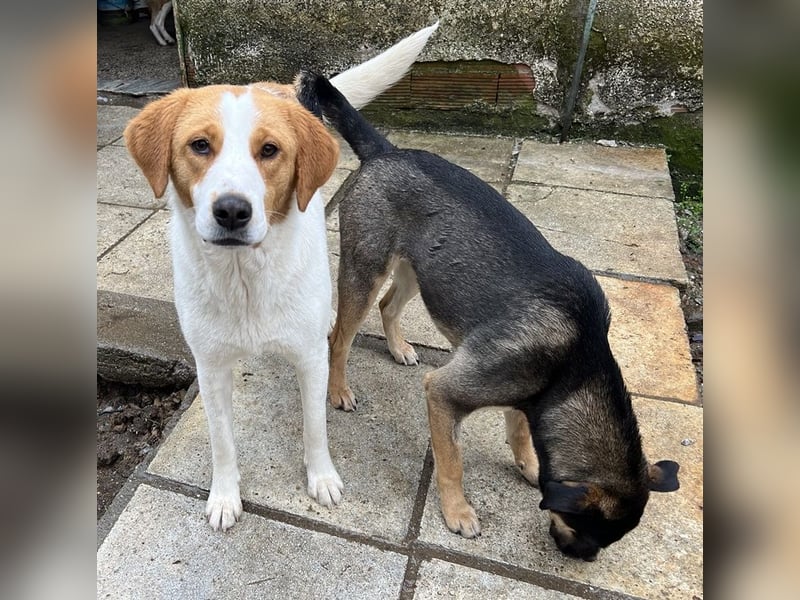 Laola, geb. ca. 05/2024, lebt in GRIECHENLAND, auf einem Gelände, wird notdürftig versorgt