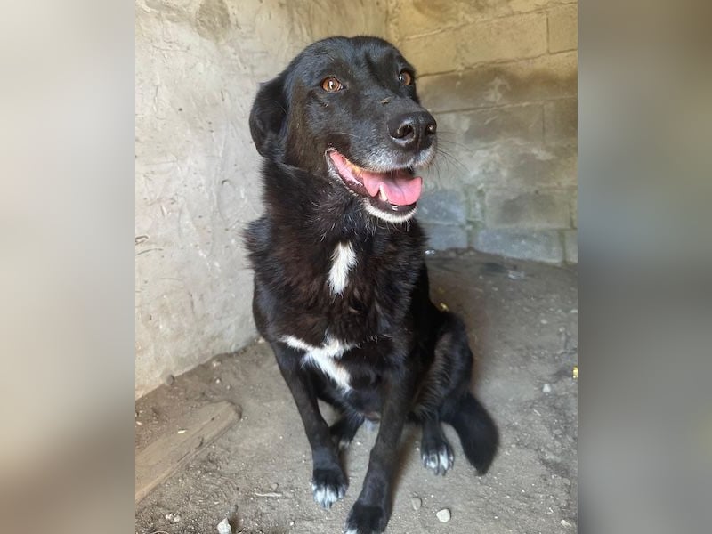 Zuri, geb. ca. 04/2021, lebt in GRIECHENLAND, im städt. Tierheim Serres