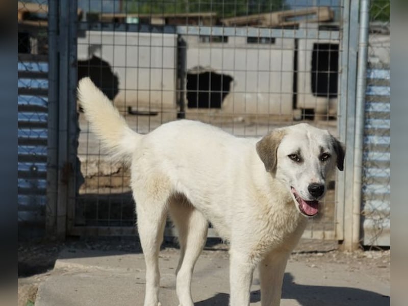 Maliya, geb. ca. 04/2025, lebt in GRIECHENLAND, im städt. Tierheim Serres
