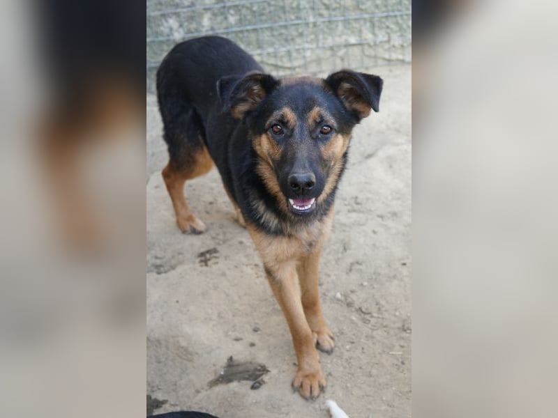 Enid, geb. ca. 06/2025, lebt in GRIECHENLAND, auf einer privaten Pflegestelle