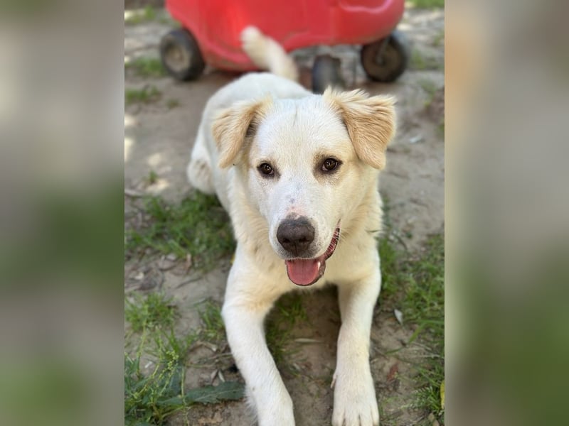 Malu, geb. ca. 07/2024, lebt in GRIECHENLAND, auf einer privaten Pflegestelle