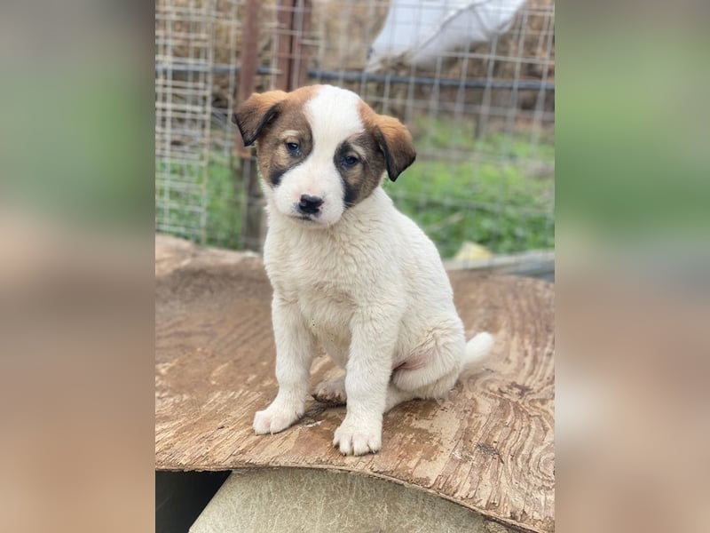 Calzone, geb. ca. 11/2025, lebt in GRIECHENLAND, auf einer privaten Pflegestelle