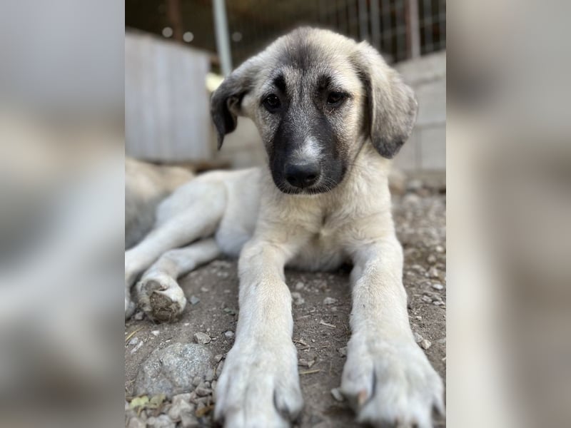 Juju, geb. ca. 02/2024, lebt in GRIECHENLAND, im städt. Tierheim Serres