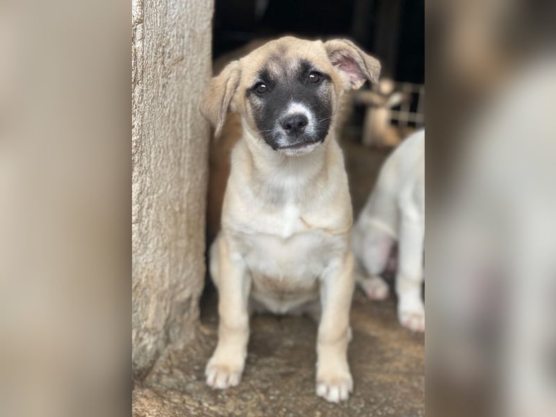 Mira, geb. ca. 12/2025, lebt in GRIECHENLAND, im städt. Tierheim Serres