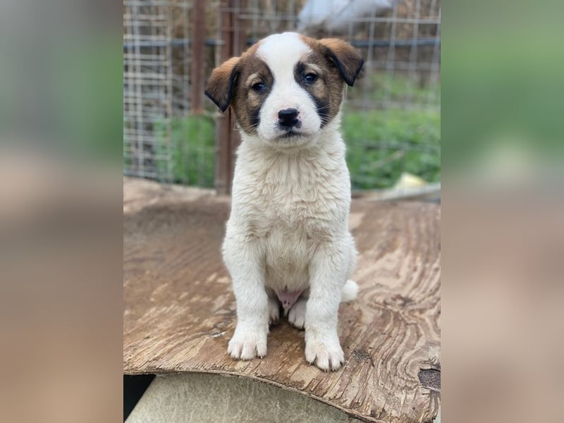 Calzone, geb. ca. 11/2025, lebt in GRIECHENLAND, auf einer privaten Pflegestelle