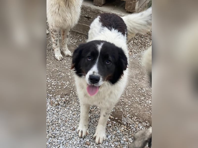 Cora, geb. ca. 07/2022, lebt in GRIECHENLAND, im städt. Tierheim Serres