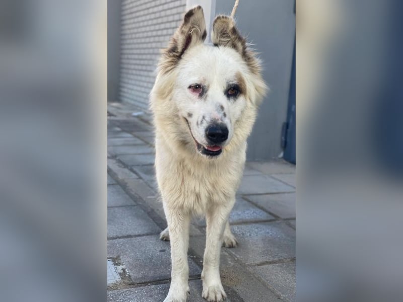 Hope, geb. ca. 03/2024, lebt in GRIECHENLAND, im städt. Tierheim Serres