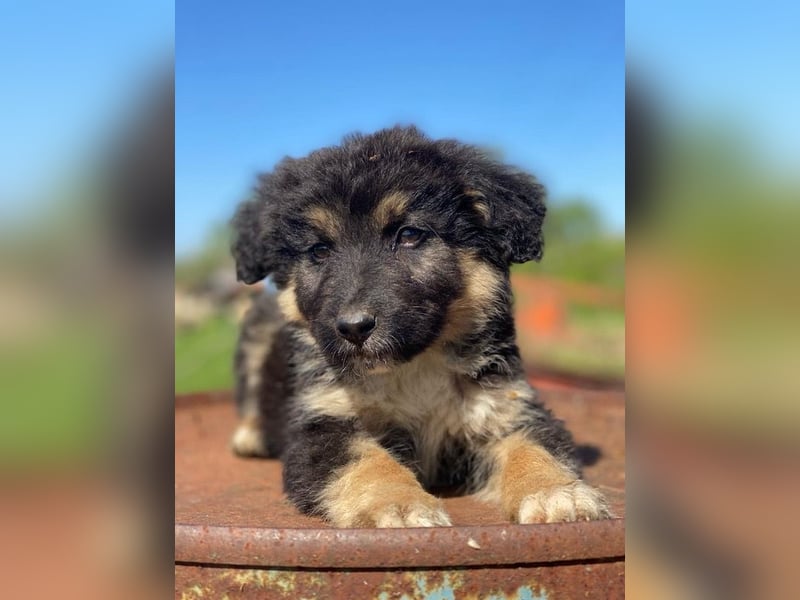 Sirius Black, geb. ca. 12/2023, lebt in GRIECHENLAND, im städt. Tierheim Serres