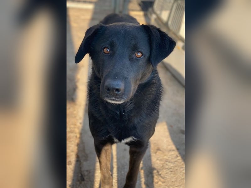 Gimpo, geb. ca. 03/2024, lebt in GRIECHENLAND, im städt. Tierheim Serres