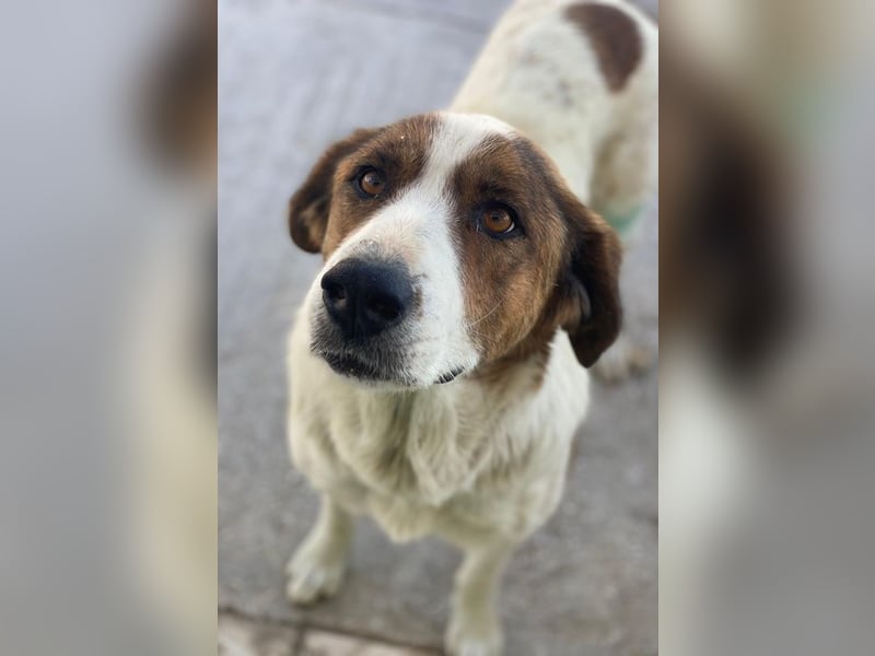 Lauri, geb. ca. 01/2023, lebt in GRIECHENLAND, im städt. Tierheim Serres