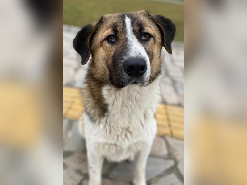 Anxton, geb. ca. 02/2022, lebt in GRIECHENLAND, im städt. Tierheim Serres