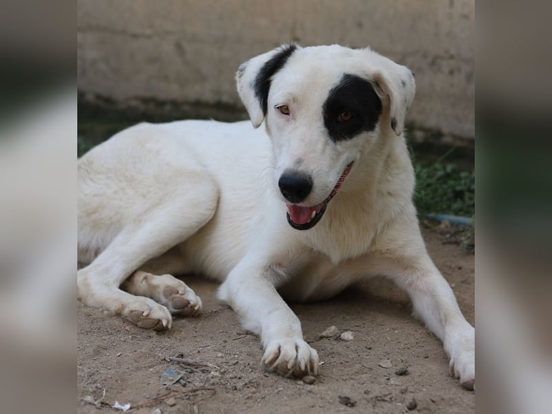 Kiba, geb. ca. 06/2023, lebt in GRIECHENLAND, auf einer privaten Pflegestelle